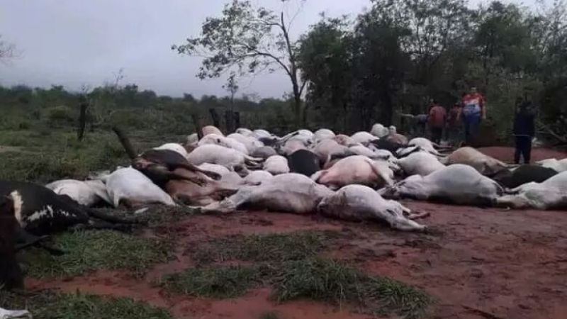 Aveia contaminada mata 13 cavalos no Distrito Federal